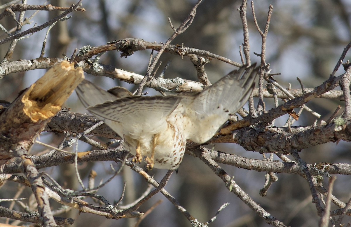 Broad-winged Hawk - ML295683981