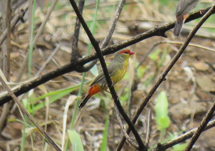 Zebra Waxbill - ML295684071