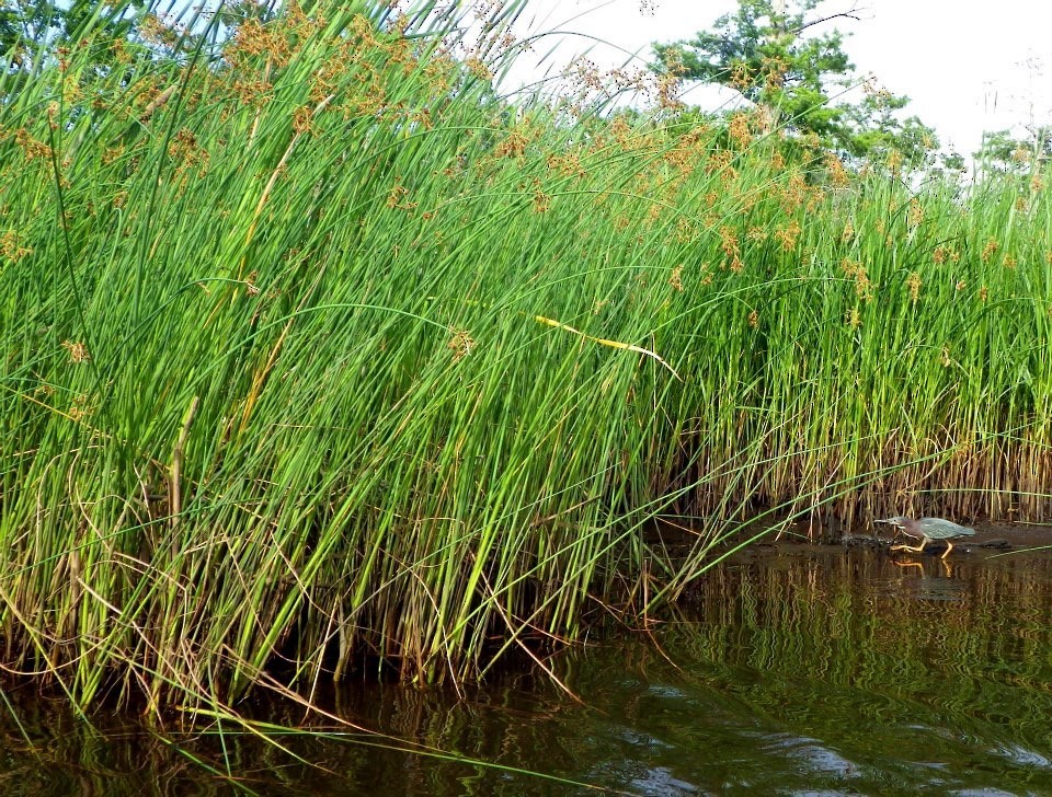 Green Heron - ML29568421