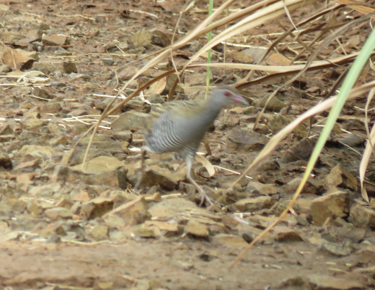African Crake - ML295684311