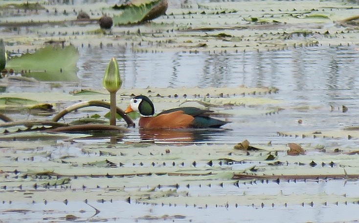 African Pygmy-Goose - ML295684651