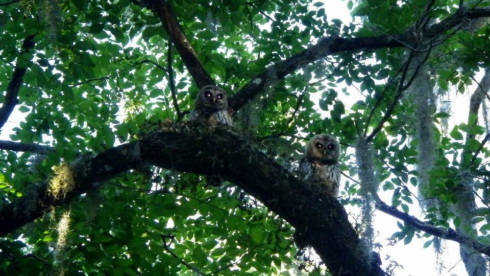 Barred Owl - ML29568491