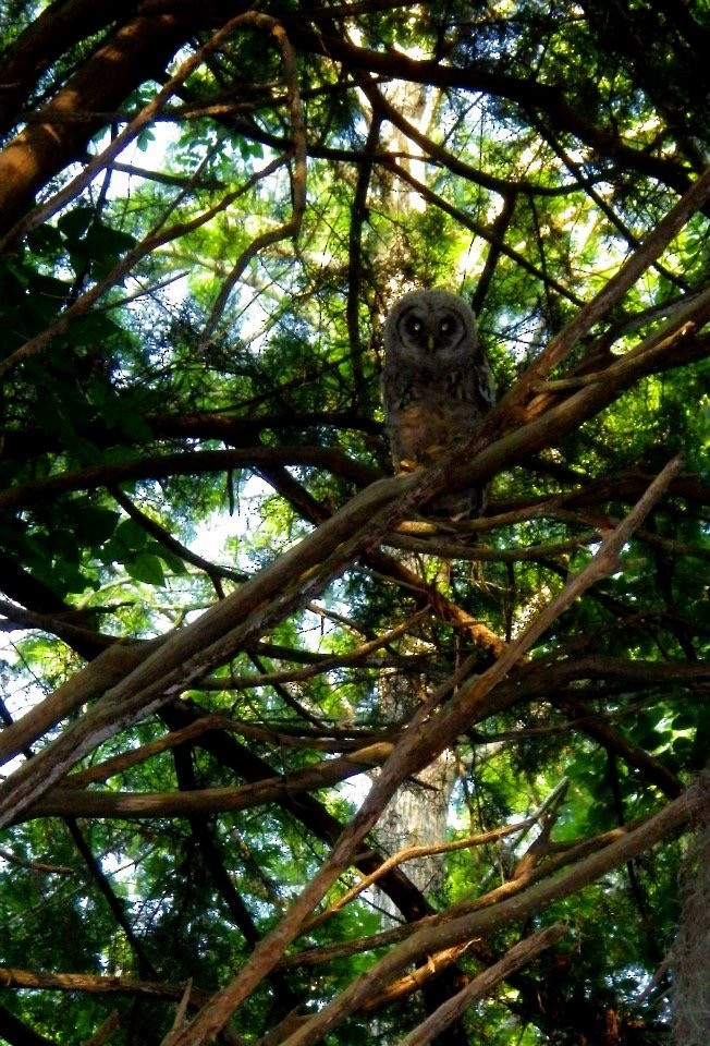Barred Owl - ML29568501