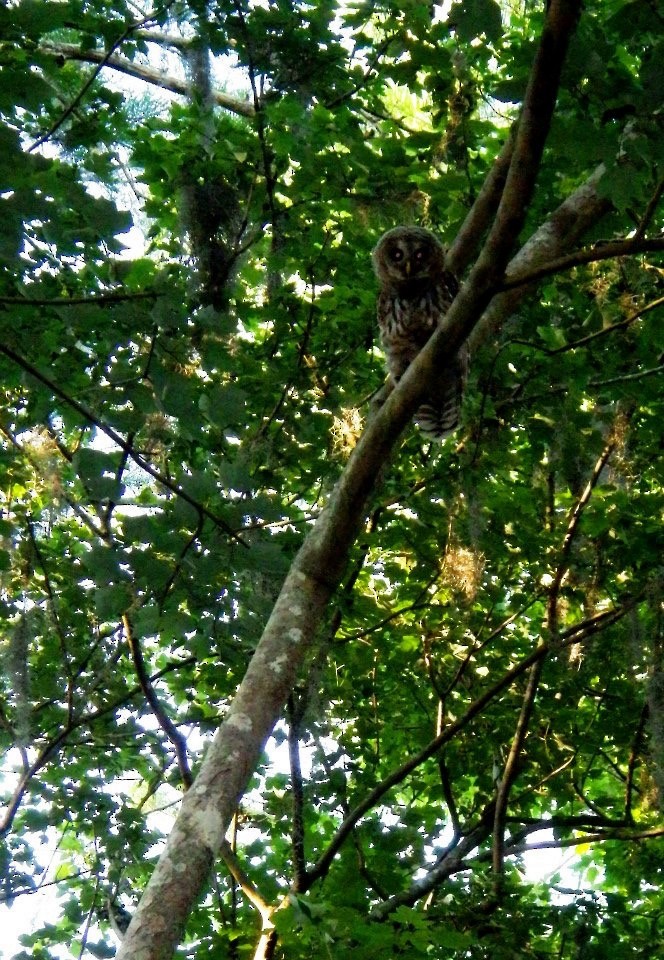 Barred Owl - ML29568511