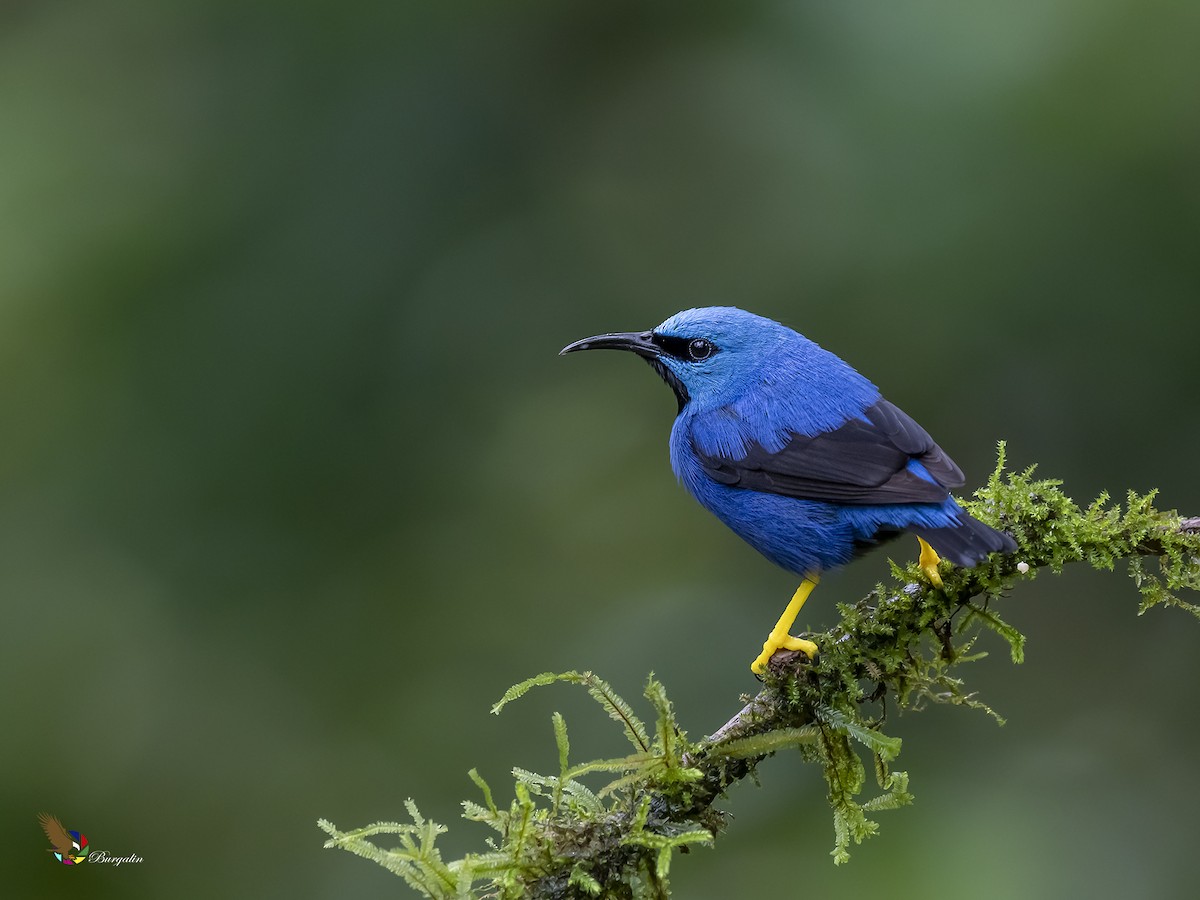 Shining Honeycreeper - Fernando Burgalin Sequeria