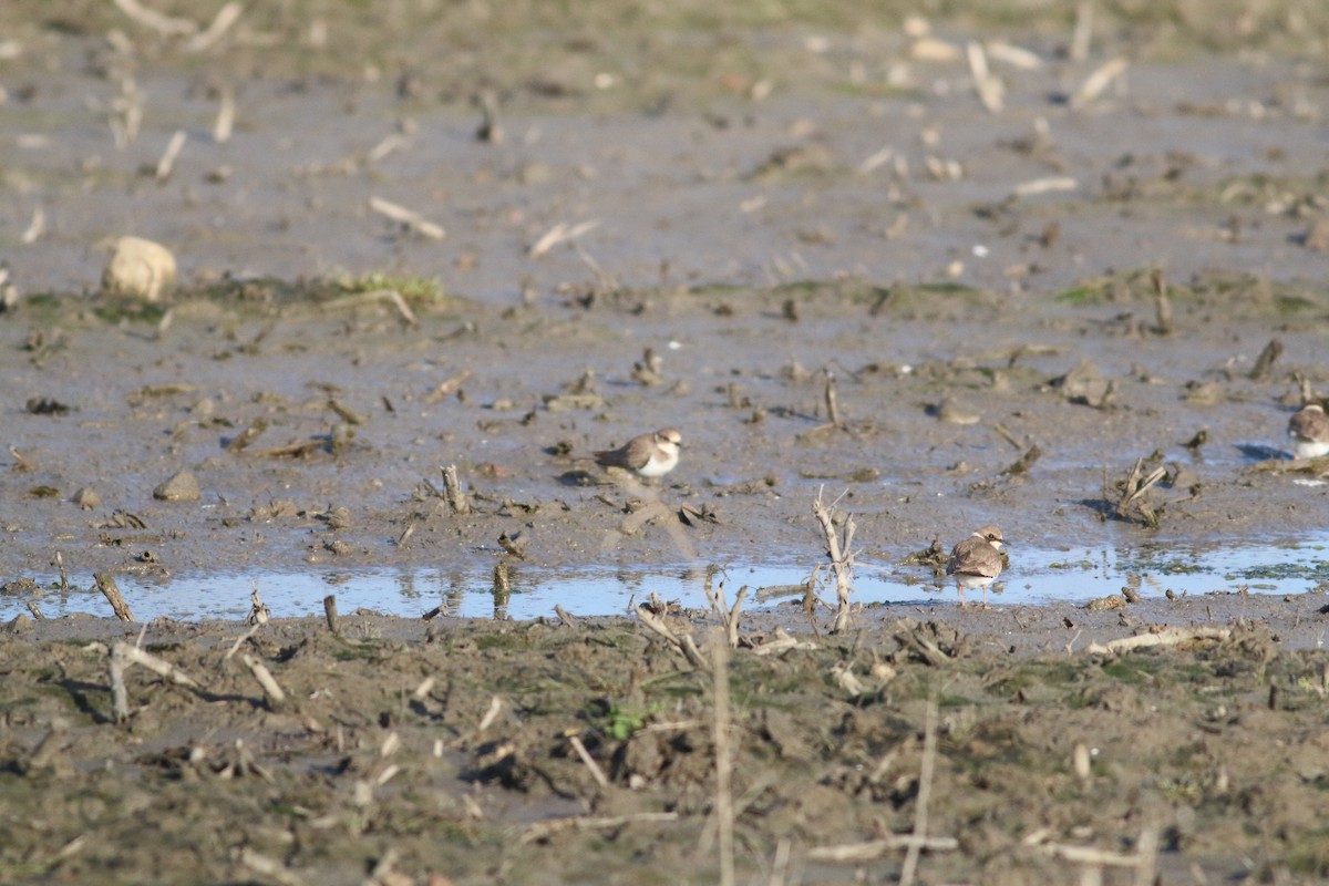 Little Ringed Plover - ML295685921