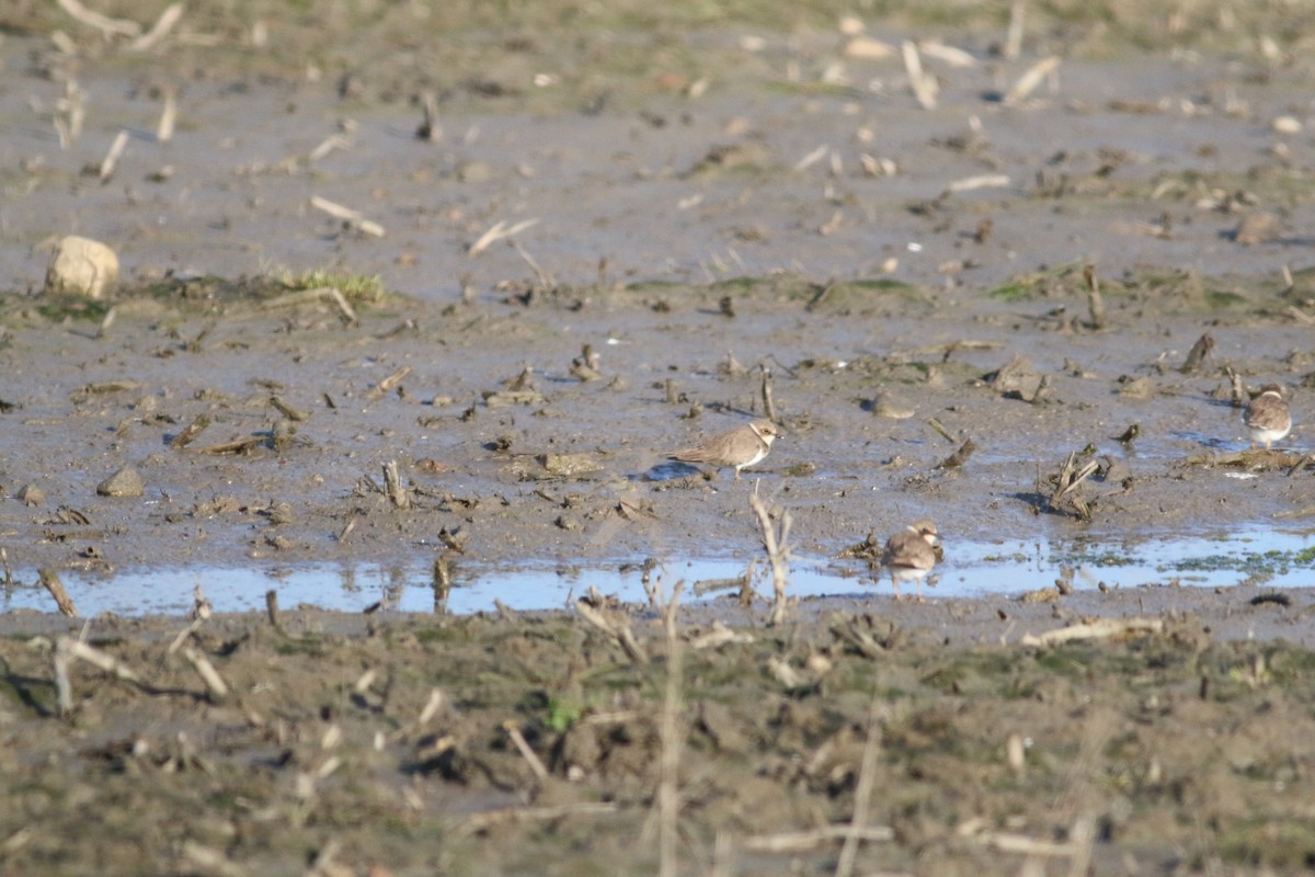 Little Ringed Plover - ML295685941