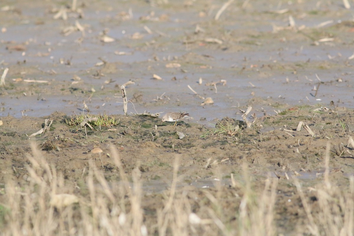 Temminck's Stint - ML295685961
