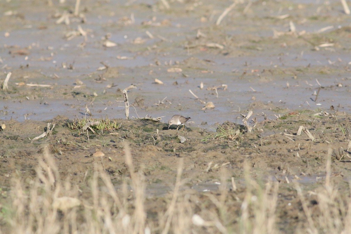 Temminck's Stint - ML295685991