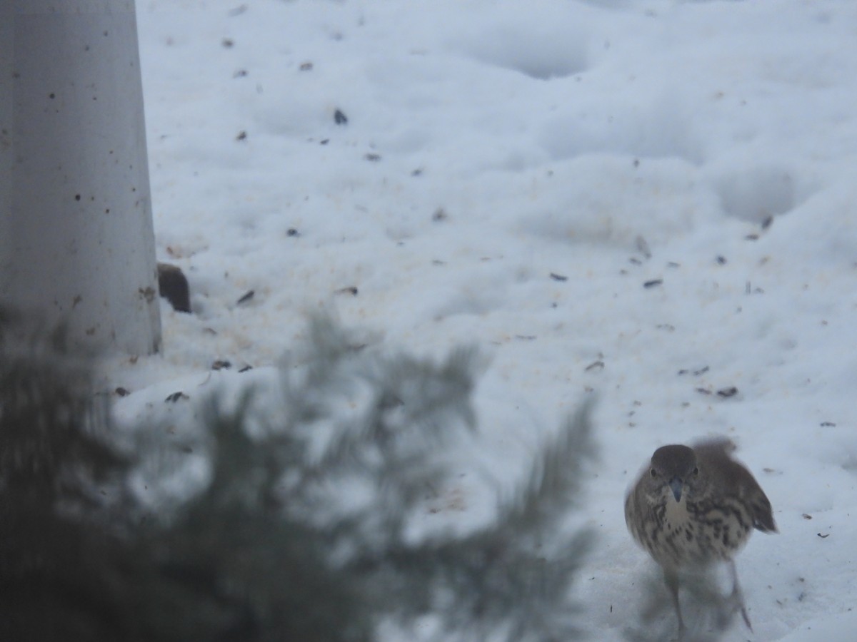 Brown Thrasher - ML295686111