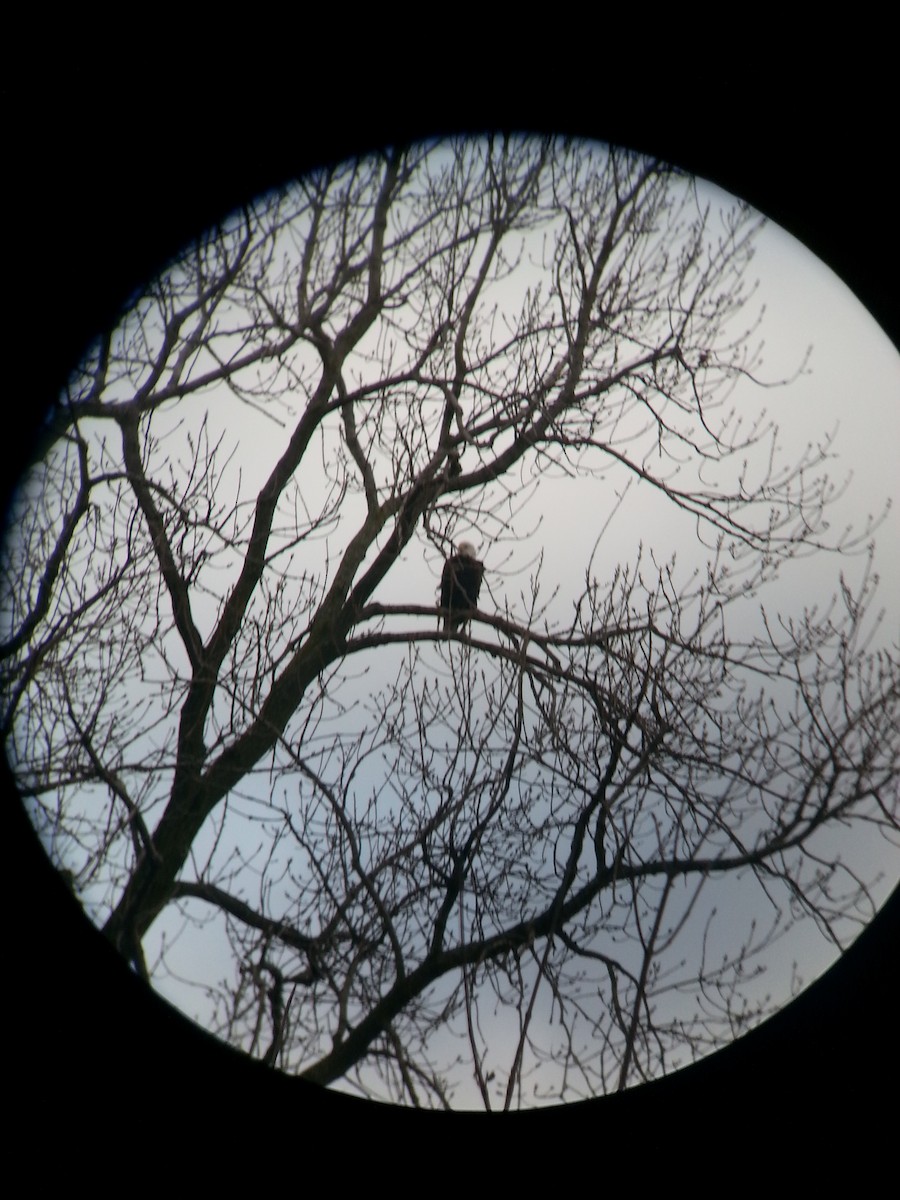 Bald Eagle - ML295686581