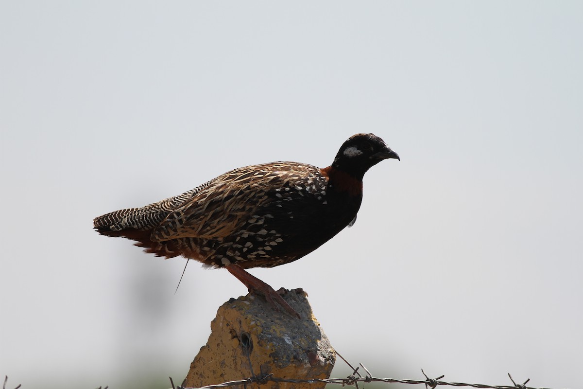 Black Francolin - ML29568711