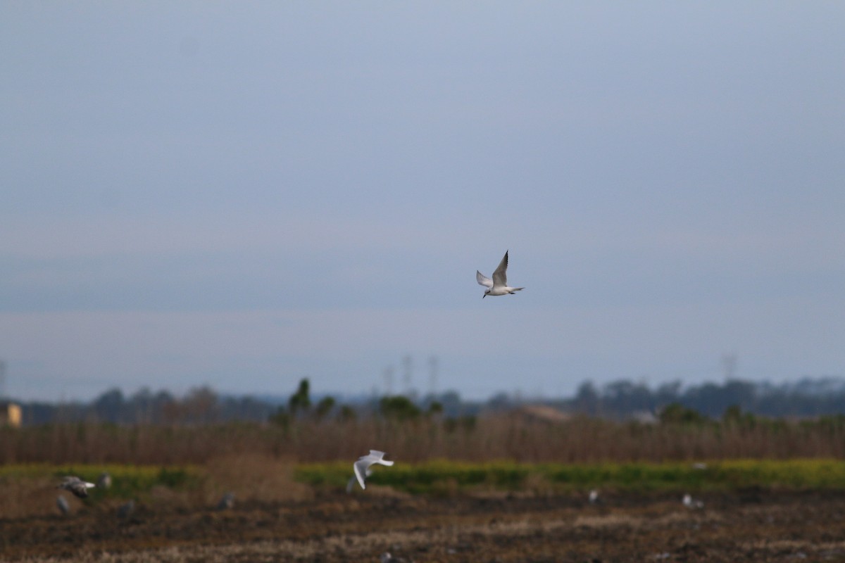 Gull-billed Tern - ML295687231