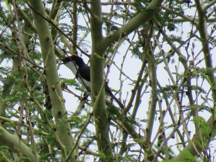 Black-throated Wattle-eye - ML295687281