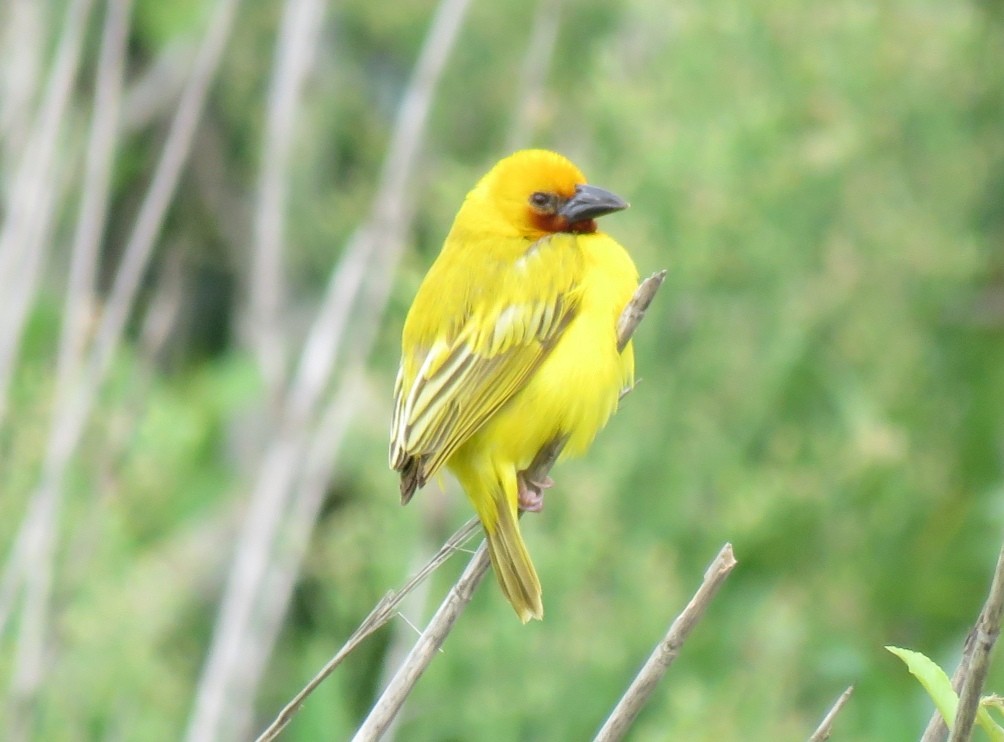 Southern Brown-throated Weaver - ML295687351