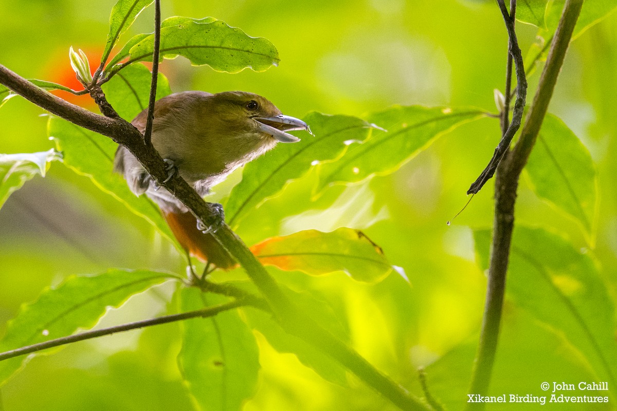 Russet Antshrike - ML295688541