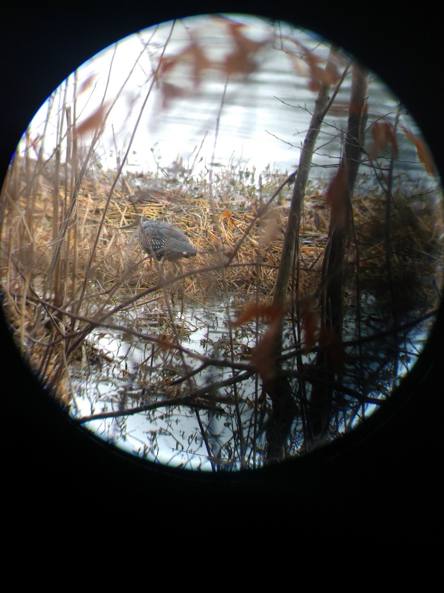 Green Heron - ML295688751