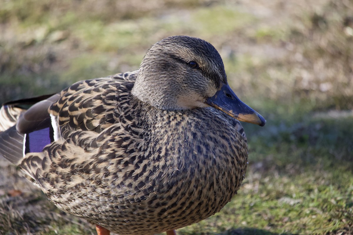 Mallard - ML295690261