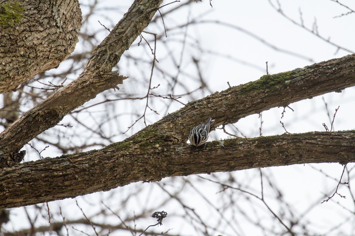 Black-and-white Warbler - ML295692971