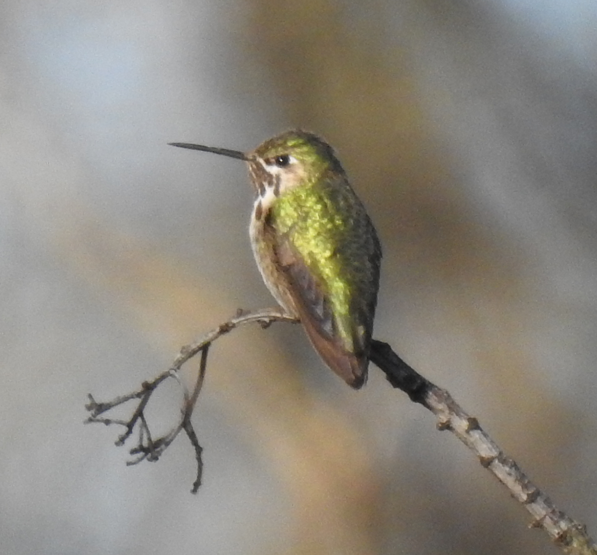 Calliope Hummingbird - ML295695091