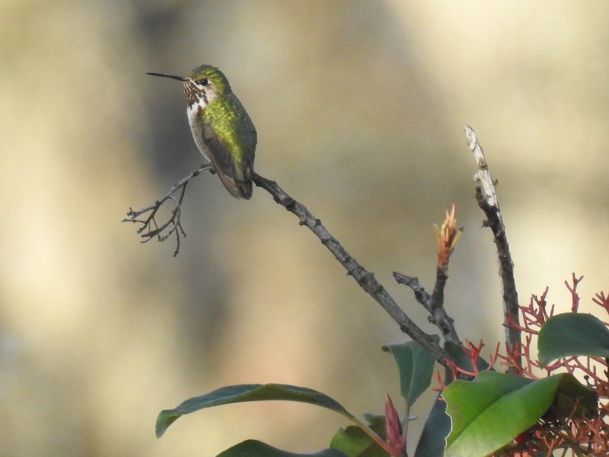 Calliope Hummingbird - ML295695241