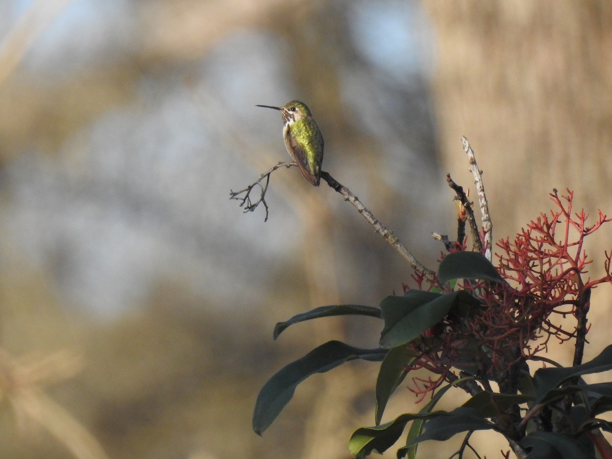 Calliope Hummingbird - ML295695251