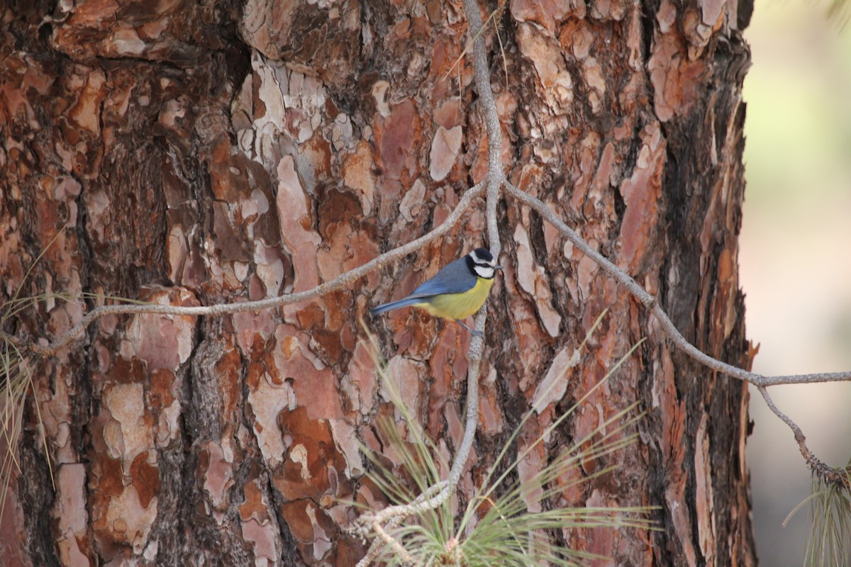 Mésange nord-africaine - ML295695371