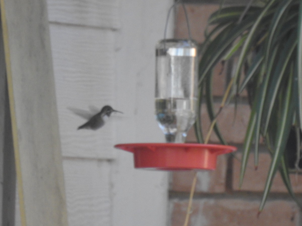Calliope Hummingbird - ML295695421