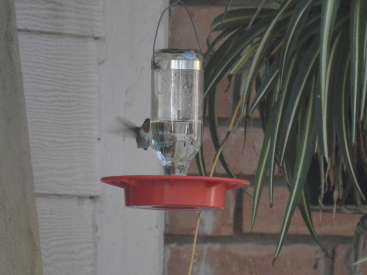 Calliope Hummingbird - ML295695441