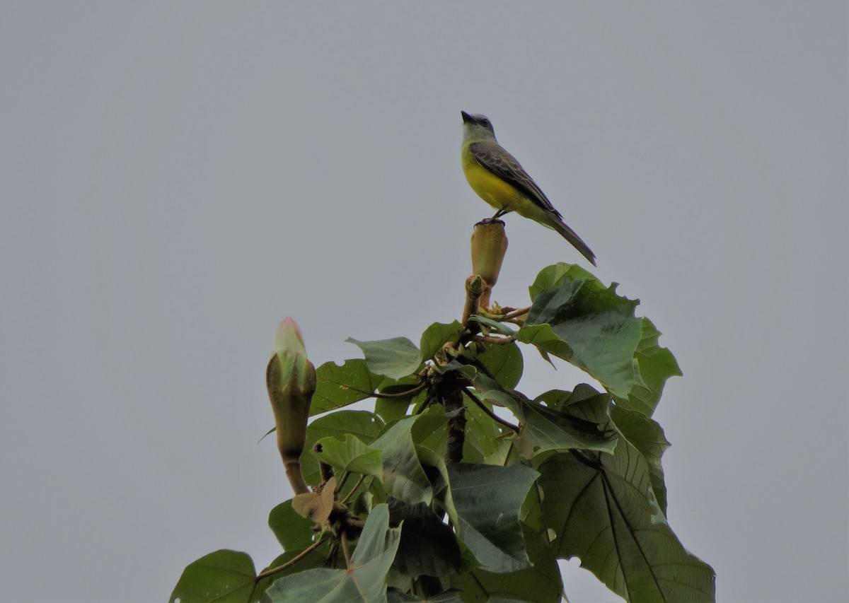 Tropical Kingbird - ML295695601