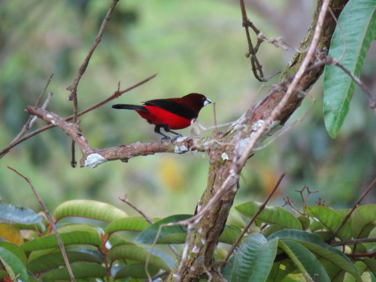 Crimson-backed Tanager - ML295695801