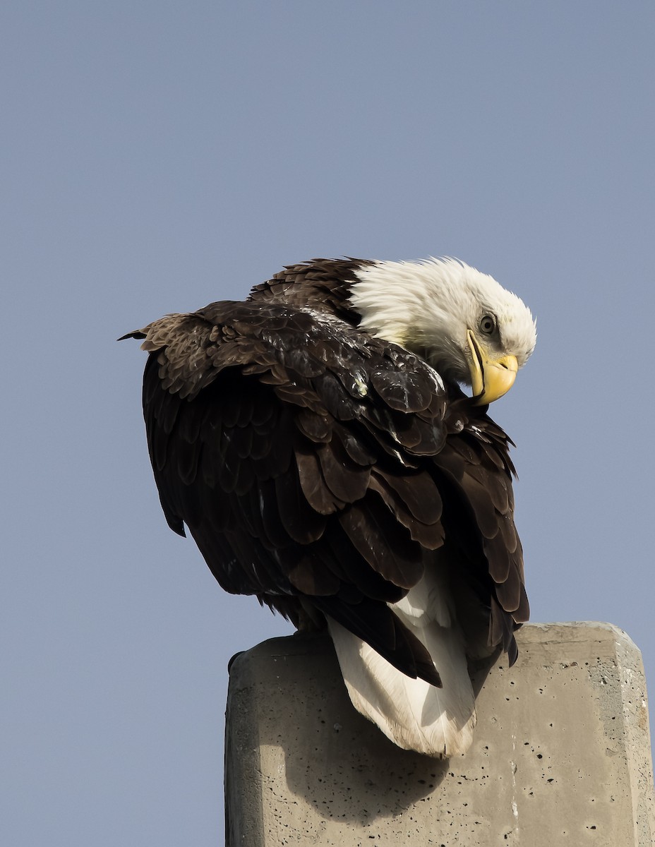 Weißkopf-Seeadler - ML295696271