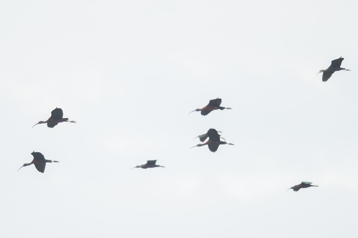 Glossy Ibis - ML295697851