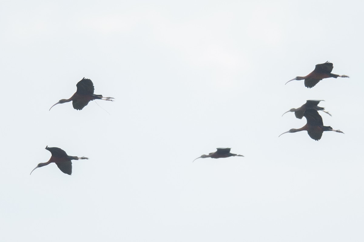 ibis hnědý - ML295697951