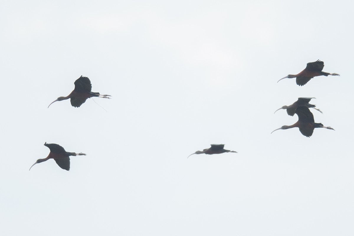 Glossy Ibis - ML295697951