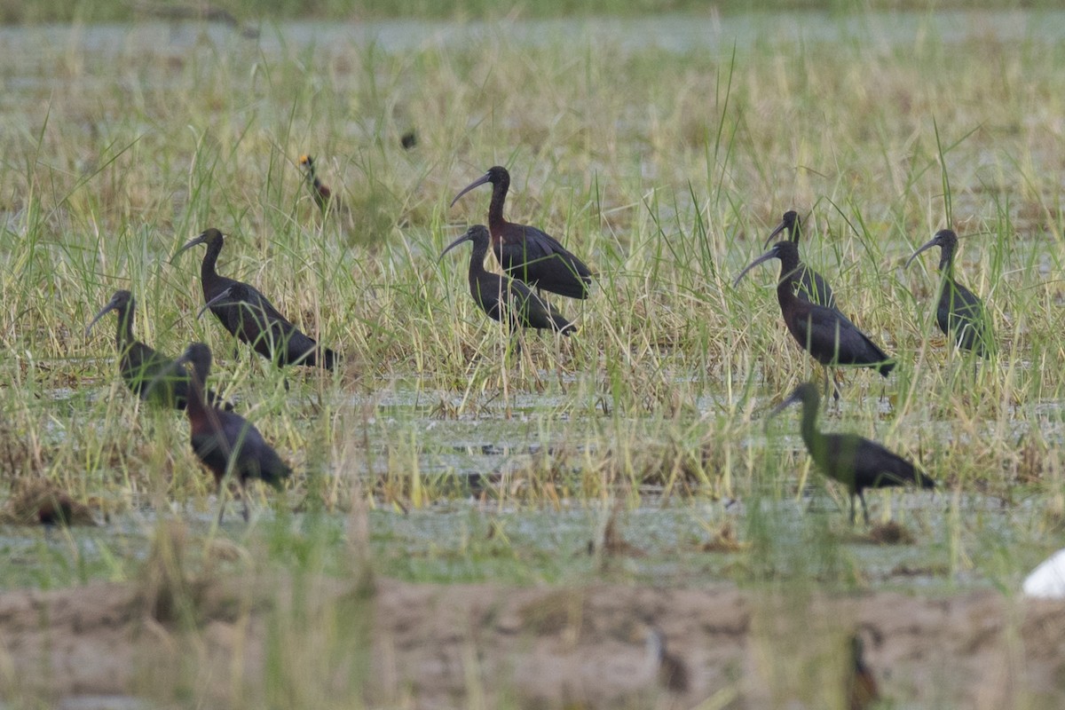 Glossy Ibis - ML295698111