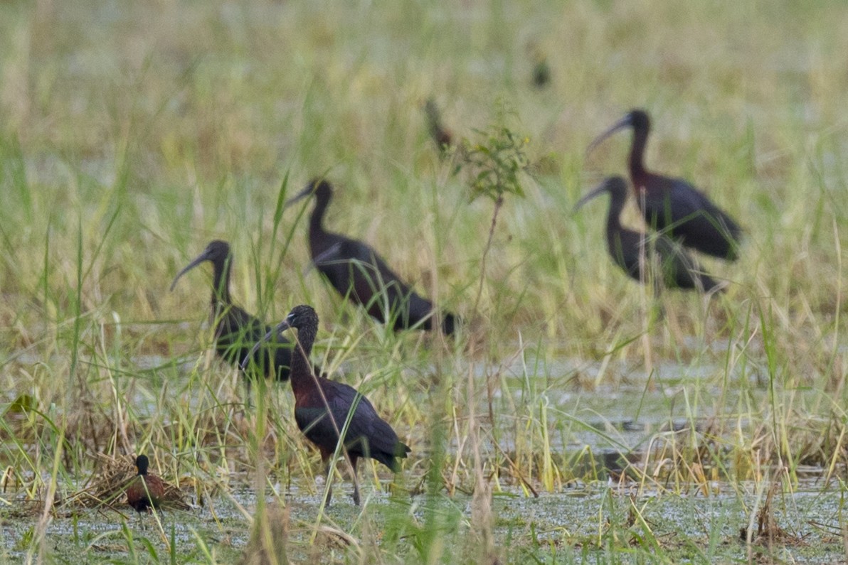 ibis hnědý - ML295698181