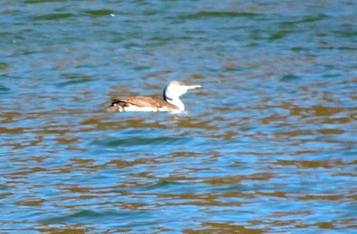 Red-throated Loon - Edward Huestis