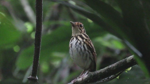 Streak-chested Antpitta - ML295698811