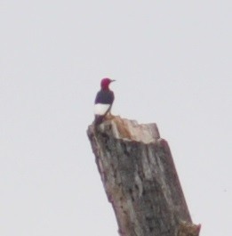 Red-headed Woodpecker - M.K. McManus-Muldrow