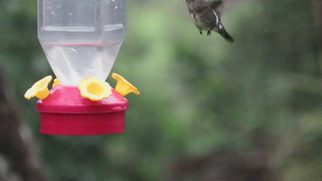 Long-billed Starthroat - ML295699741