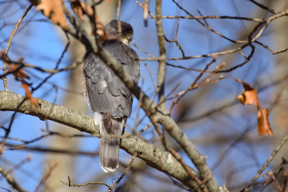 Cooper's Hawk - ML295700141