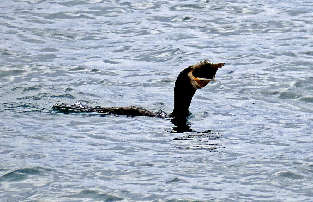 Great Cormorant - ML295702021