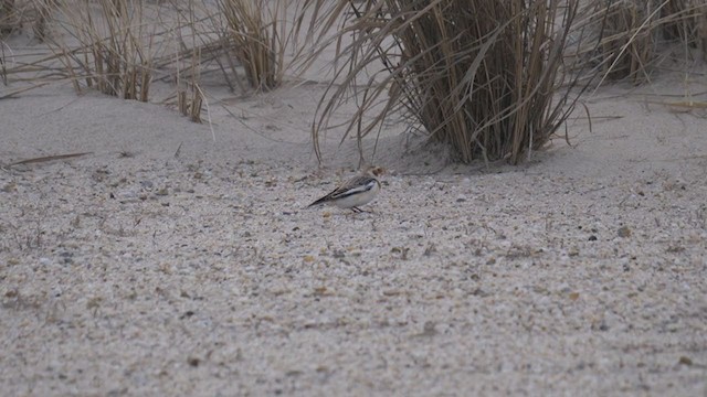 Snow Bunting - ML295704041