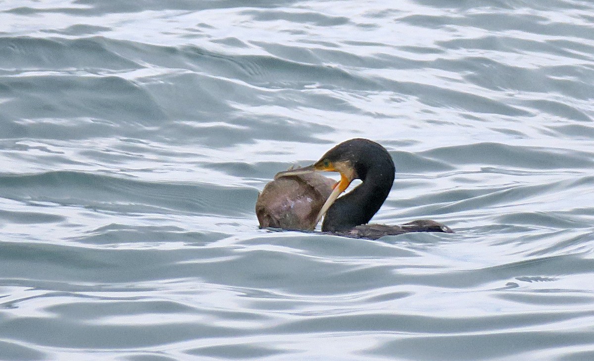 Great Cormorant - ML295705001