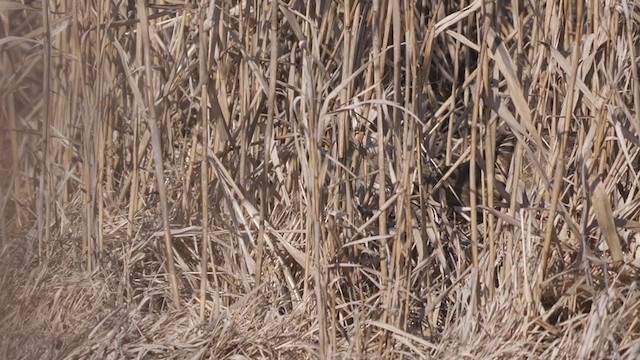 American Bittern - ML295705031