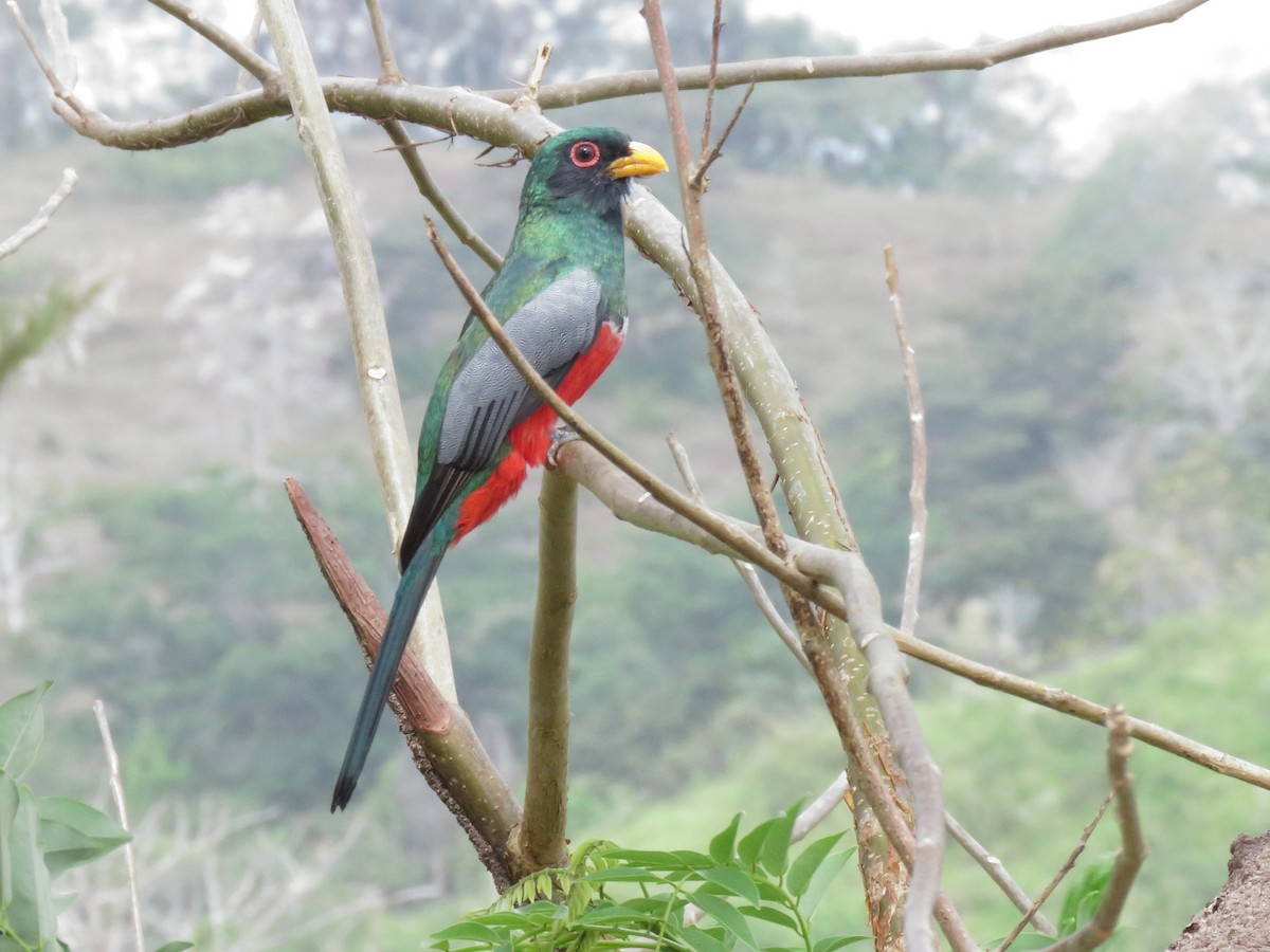 Black-tailed Trogon - ML295705121