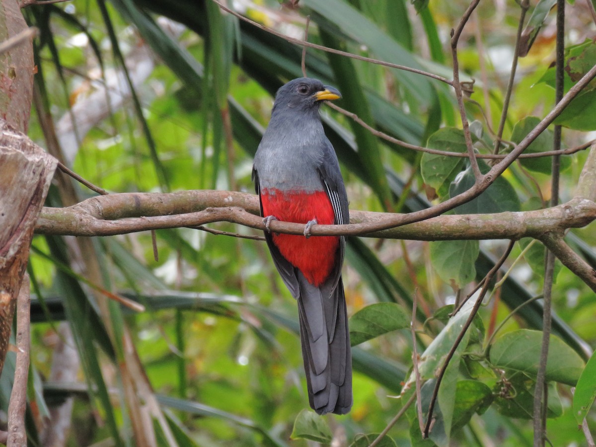 Kara Kuyruklu Trogon - ML295705171