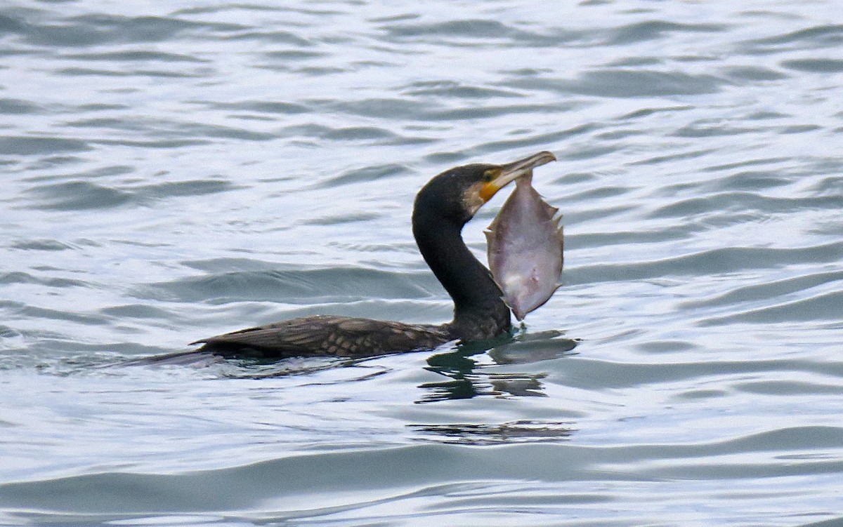 Great Cormorant - ML295705511