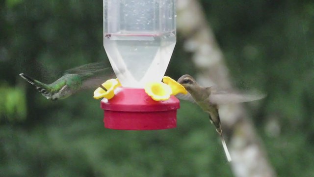 Long-billed Hermit (Central American) - ML295705951